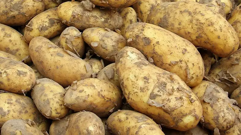 Гнилой картофель "из стабфонда" продают в Уральске 