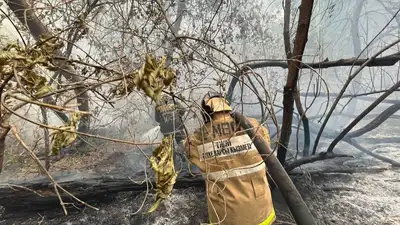 Трое лесников погибли при крупном пожаре в Абайской области, фото - Новости Zakon.kz от 09.06.2023 18:08
