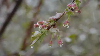 gismeteo