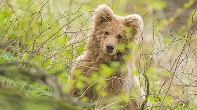 Нос к носу с медведицей: редкие животные Казахстана в объективе зоолога , фото - Новости Zakon.kz от 07.07.2023 12:00