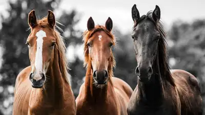 Наследие степей: какие породы лошадей должен знать каждый казахстанец, фото - Новости Zakon.kz от 04.05.2023 15:38