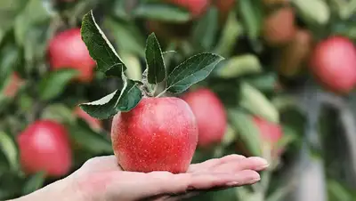 плод яблока, фото - Новости Zakon.kz от 30.12.2021 11:33