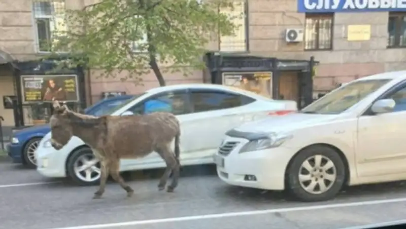 В Алматы прохожие заметили одиноко идущего по улице ослика