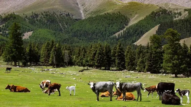 пастбище, коровы