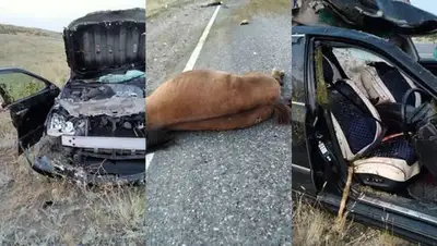 ДТП в ВКО, погиб водитель и три лошади