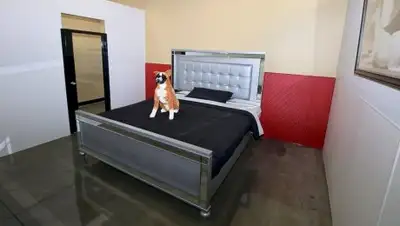 Barkingham Pet Hotel California, фото - Новости Zakon.kz от 01.07.2018 16:28