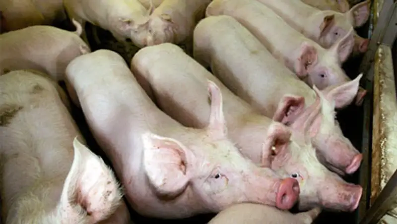 В Италии босса мафии и его зятя скормили заживо свиньям, фото - Новости Zakon.kz от 29.11.2013 18:54