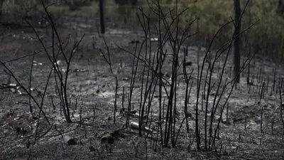 Более ста человек тушат пожар на вершине горы в Жамбылской области