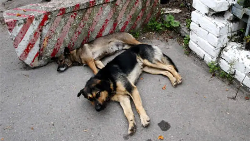 Голодающим жителям Дамаска разрешили есть кошек и собак, фото - Новости Zakon.kz от 16.10.2013 15:42