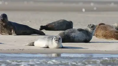 Казахстан тюлени гибели причина пробы , фото - Новости Zakon.kz от 16.05.2023 12:46