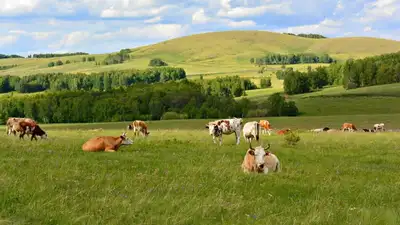 Пастбища, фото - Новости Zakon.kz от 16.06.2023 12:24