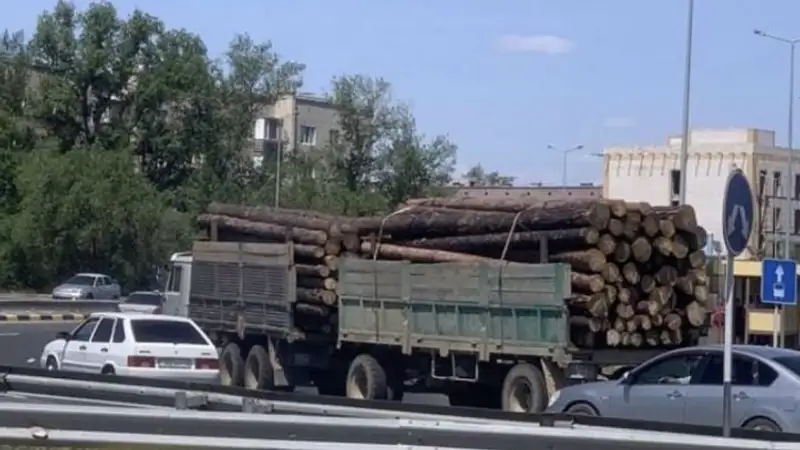 Вывоз леса из резервата "Семей орманы" прокомментировали в Минэкологии