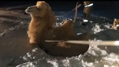 верблюд провалился в колодец на космодроме "Байконур", фото - Новости Zakon.kz от 03.02.2024 14:18
