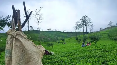 В Шри-Ланке будут выращивать каннабис на экспорт, фото - Новости Zakon.kz от 06.02.2024 00:08