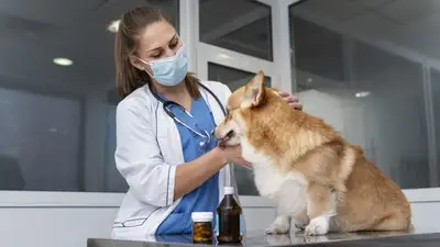 Требования к государственным ветеринарным организациям утвердили в Казахстане, фото - Новости Zakon.kz от 01.03.2024 10:27