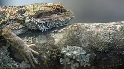 Карагандинский зоопарк показал бородатого &quot;дракона&quot;, фото - Новости Zakon.kz от 02.03.2024 11:31