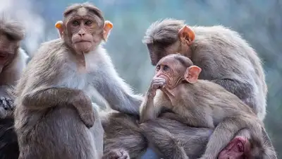 обезьяны напали на туристов в Китае, фото - Новости Zakon.kz от 19.03.2024 22:33