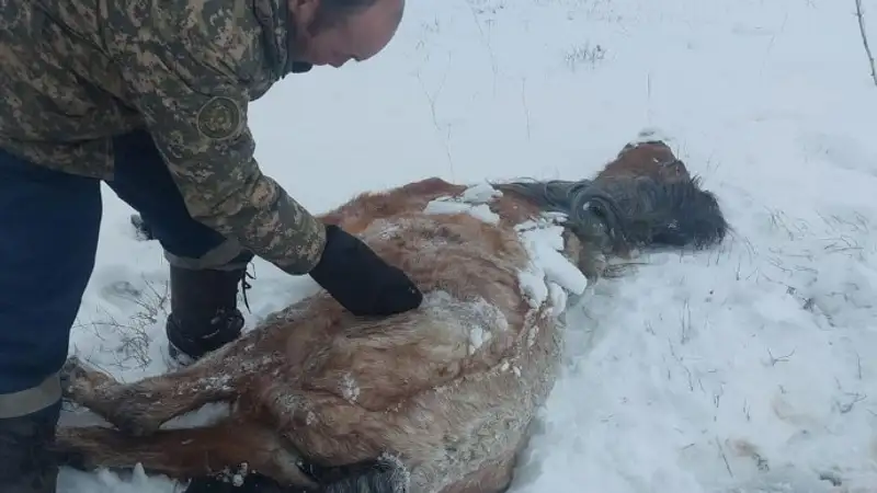 Кто несет ответственность за падеж лошадей в Улытауской области, озвучили в Минсельхозе