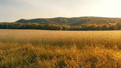 &quot;Мечтают о воде&quot;: фермеры на юге Казахстана могут остаться без урожая