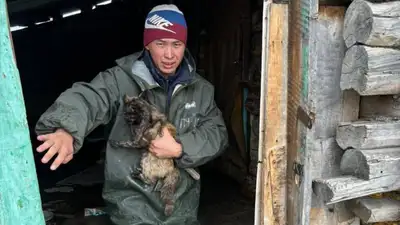 Опубликовано видео спасения животных в затопленном Петропавловске