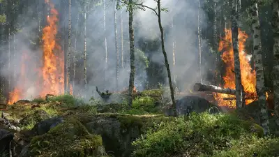 лесной пожар, Семей орманы, МЧС, фото - Новости Zakon.kz от 26.04.2024 18:44