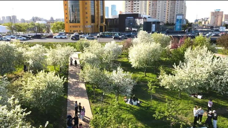 Яблони, сирень и тюльпаны зацвели в Астане, фото — Новости Zakon.kz от 13.05.2024 15:13