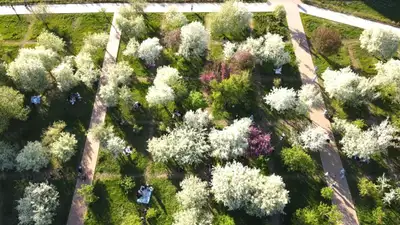 Яблони, сирень и тюльпаны зацвели в Астане, фото - Новости Zakon.kz от 13.05.2024 15:13