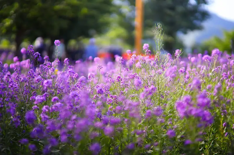 Ландшафтный дизайн: какие удобрения важны для роскошного цветника, фото — Новости Zakon.kz от 16.05.2024 13:18