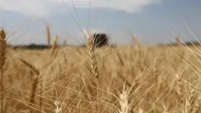 Зерно, пшеница, сельское хозяйство, сельхозтехника, сбор зерна, комбайнеры, поле