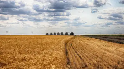 Зерно, пшеница, посев, сельское хозяйство, сельхозтехника, комбайнеры , фото - Новости Zakon.kz от 23.05.2024 17:08