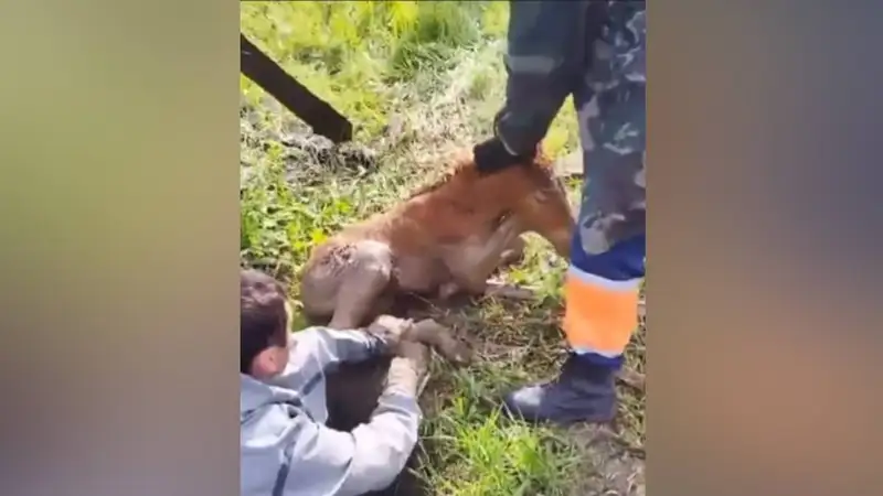 В Караганде спасли жеребенка, застрявшего в грязи