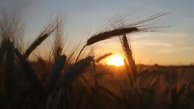 Зерно, пшеница, сельское хозяйство