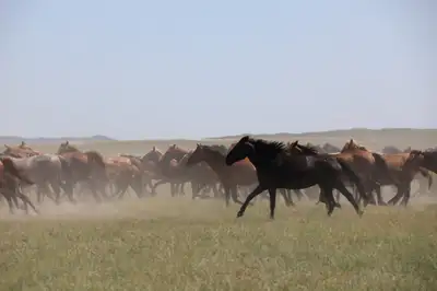 Коневодство, кони, лошадь, лошади, сельское хозяйство 