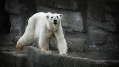 В зоопарке Алматы умер прибывший из Праги медведь, фото - Новости Zakon.kz от 23.05.2024 15:02