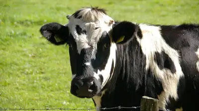 В Карагандинской области бруцеллез выявили у коров сразу в восьми селах , фото - Новости Zakon.kz от 25.05.2024 01:08
