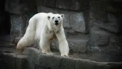 В зоопарке Алматы рассказали, от чего умер прибывший из Праги медведь Том, фото - Новости Zakon.kz от 24.05.2024 17:36