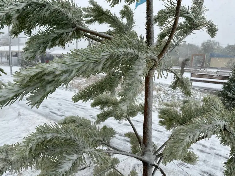 Снег в Акколе, Акмолинская область, майский снег, фото - Новости Zakon.kz от 25.05.2024 10:37