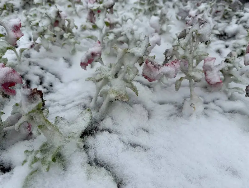 Акколь, конец весны, май, Акмолинская область, выпал снег, фото - Новости Zakon.kz от 25.05.2024 10:37
