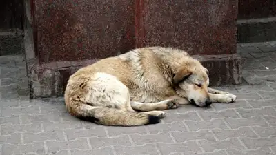 Бродячие животные, бездомные животные, бродячий собаки, бездомные собаки, бродячие псы