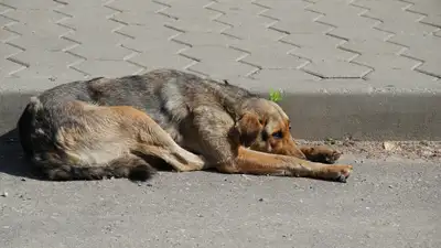 Бродячие животные, бездомные животные, бродячий собаки, бездомные собаки, бродячие псы