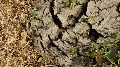 трещины в почве, фото - Новости Zakon.kz от 26.05.2024 13:45