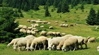 Овцы, бараны, овца, баран, овечки, овцеводство, скотоводство, скот, пастбище