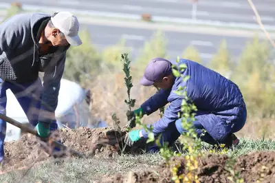 Посадка деревьев, саженцы