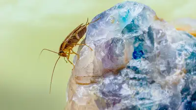 Ученые пролили свет на 250-летнюю загадку о тараканах