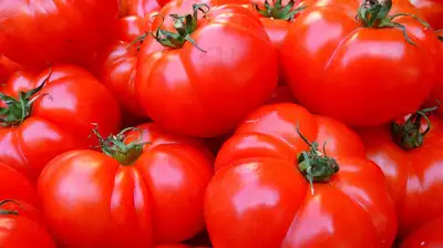 Опасные помидоры ввезли в Казахстан из Узбекистана и Туркменистана , фото - Новости Zakon.kz от 02.06.2024 22:05