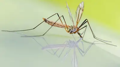 В акимате рассказали, как будут бороться с комарами, атаковавшими астанчан