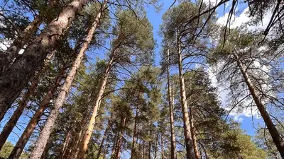 В Бурабае с деревьев сняли 15 тысяч лент, повязанных туристами, фото - Новости Zakon.kz от 12.06.2024 16:26