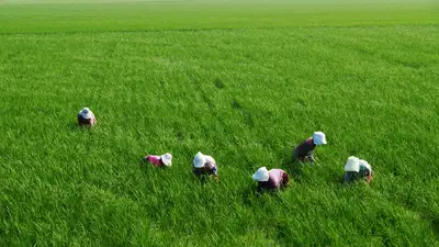 Саранча съела весь урожай: Жумангарин прокомментировал опасения фермеров