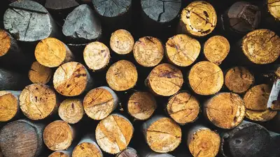 На полгода продлен запрет на вывоз отдельных лесоматериалов из РК