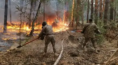Лесной пожар, лесные пожары, тушение лесных пожаров, огонь, пламя в лесу, пожарный, пожарные